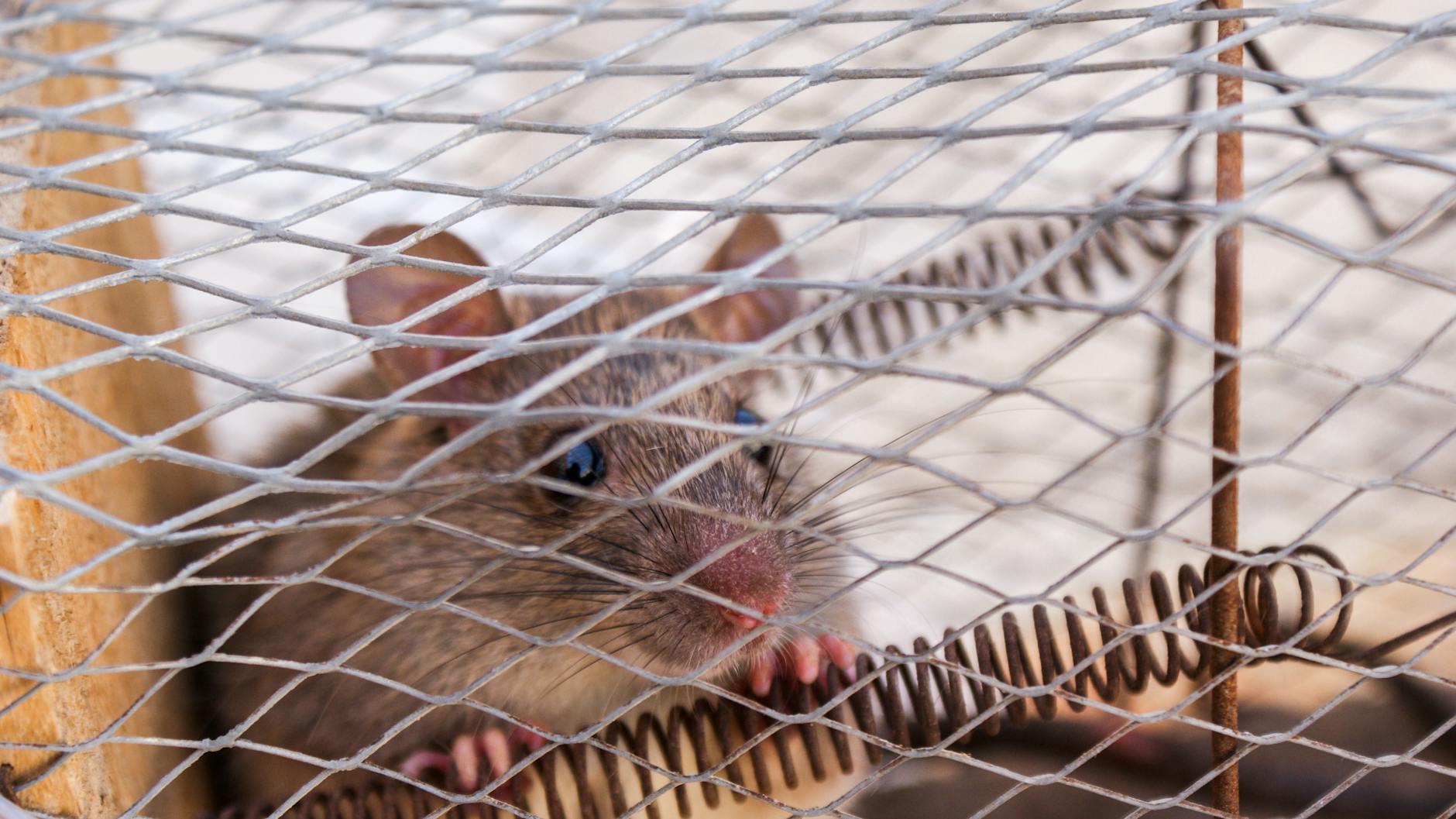 Dératisation professionnelle : éliminer rats et souris