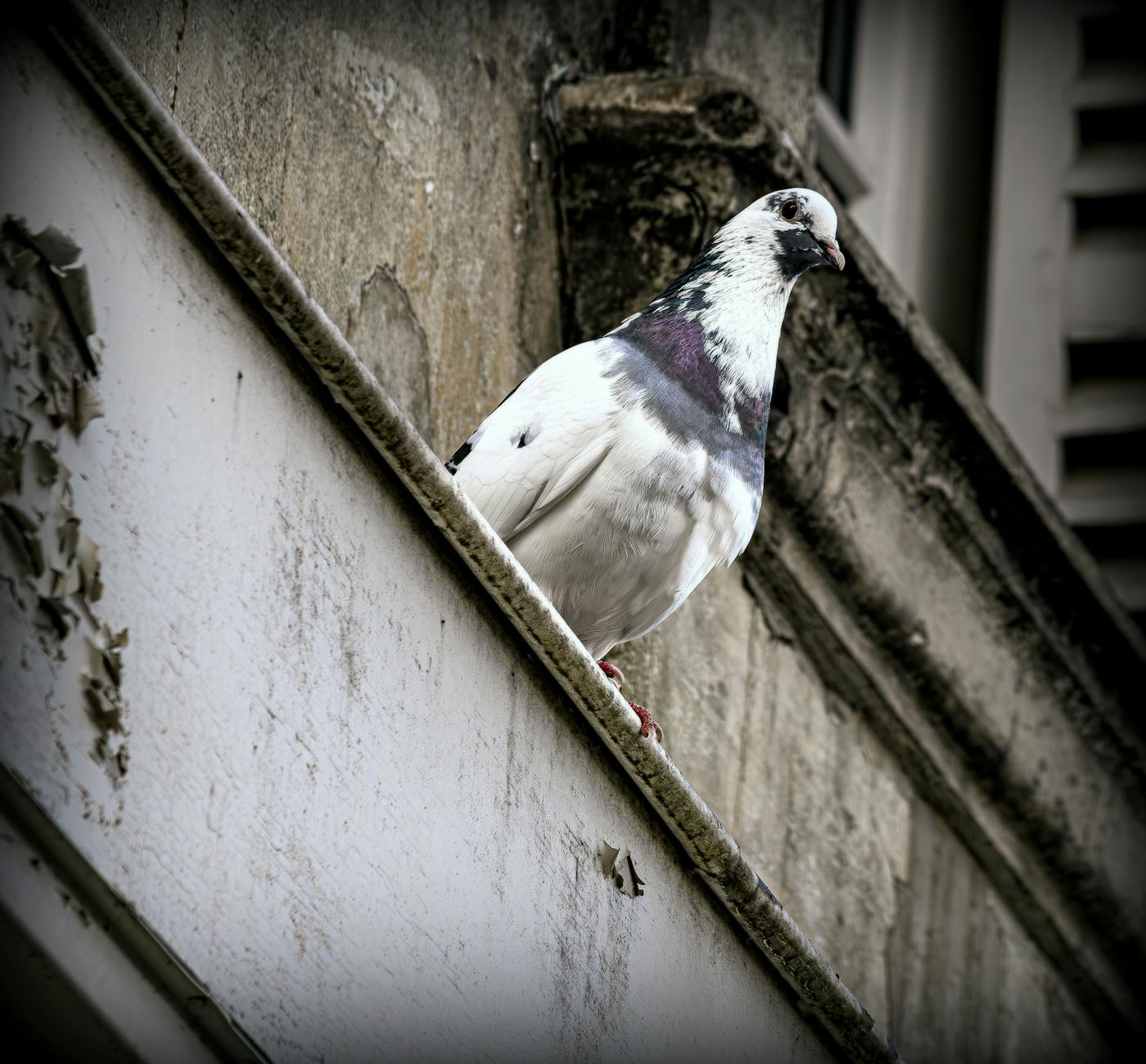 Nettoyage de fientes de pigeons : désinfection professionnelle
