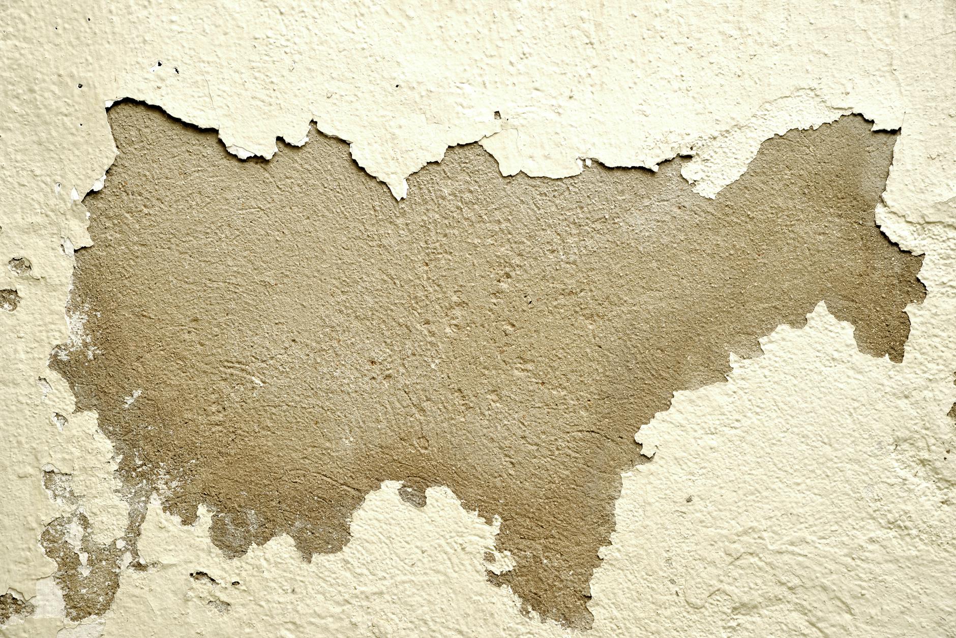 Traitement moisissures professionnel : élimination durable